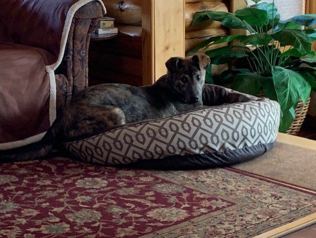 The Humane Society of the White Mountains is having a party - dog in a dog bed